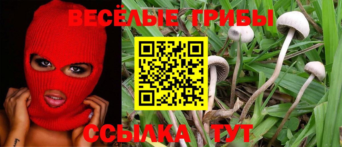 Советск  Псилоцибиновые грибы Cubensis  Вход с VPN 